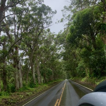 Maluhia Road Tree Tunnel - Tunnel of trees - Landmarks & Historical Buildings Near Me Maluhia Road Tree Tunnel - Tunnel of trees - Landmarks & Historical Buildings Near Me