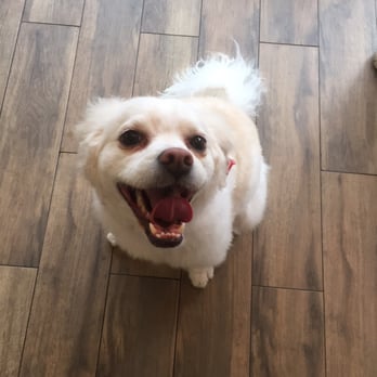 Luckys - So clean and happy!!! Thank you luckys! - Pet Groomers Near Me - Santa Monica, California Luckys - So clean and happy!!! Thank you luckys! - Pet Groomers Near Me - Santa Monica, California