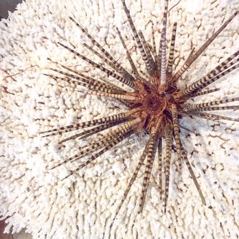 Tidepools - Home Decor Near Me - Carpinteria, California Tidepools - Home Decor Near Me - Carpinteria, California