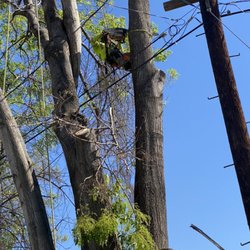 Mendoza's Tree Services - Removal done right... high tension power lines... didn't even notice us.
