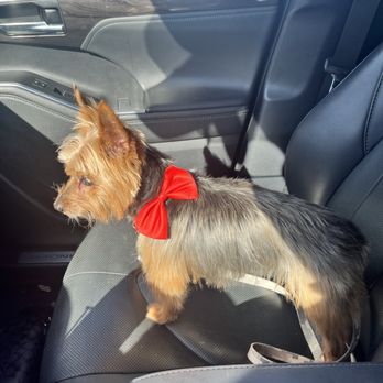 Bark In Style Dog Grooming - Yorkie - Pet Groomers Near Me - Simpsonville, South Carolina Bark In Style Dog Grooming - Yorkie - Pet Groomers Near Me - Simpsonville, South Carolina