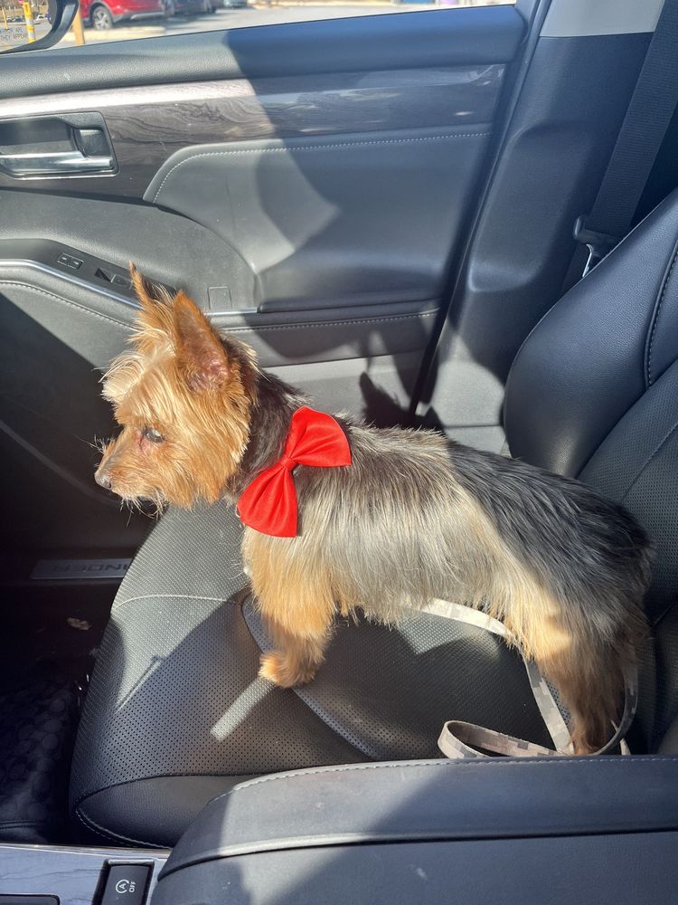 Bark In Style Dog Grooming Image