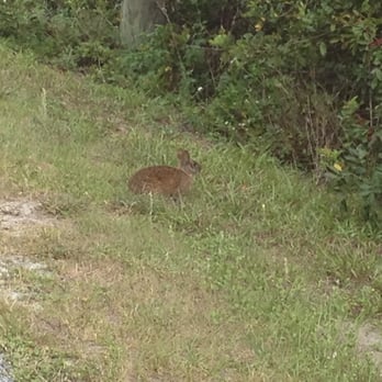 Upper Tampa Bay Area Trail - Bunny just off the trail - Hiking Near Me - Tampa, Florida