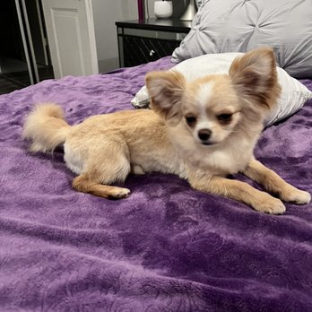 Magic Groomer - Pet Sitting Near Me - Arcadia, California