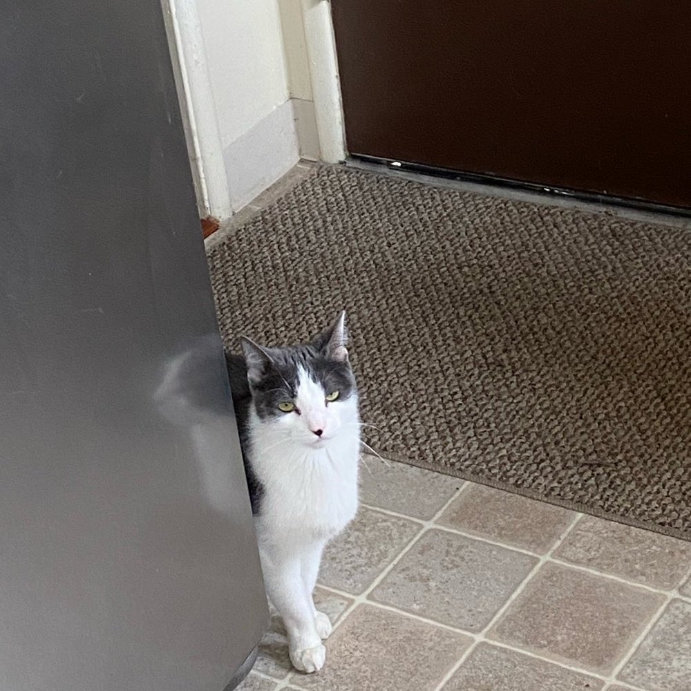 Awwdorable Pets - Pet Sitting Near Me - Pasadena, California Awwdorable Pets - Pet Sitting Near Me - Pasadena, California