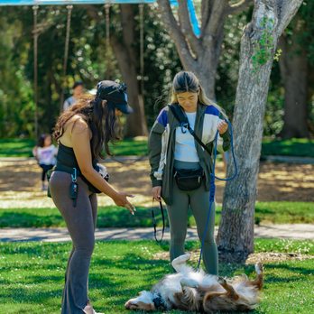Vibrant K9 - Pet Training Near Me Vibrant K9 - Pet Training Near Me