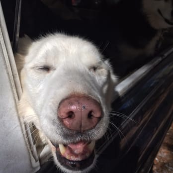 Arctic Paws Dog Sled Tours - Tours Near Me - Shawnee, Pennsylvania