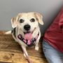 Care Pet Clinic