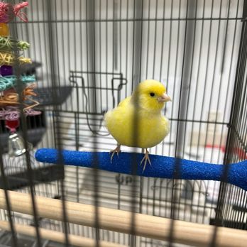 Exotic Bird Hospital - Canary with crooked beak - Veterinarians Near Me - Jacksonville, Florida Exotic Bird Hospital - Canary with crooked beak - Veterinarians Near Me - Jacksonville, Florida