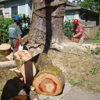 Limbwalker Tree Care - 7 foot bar - Tree Services Near Me