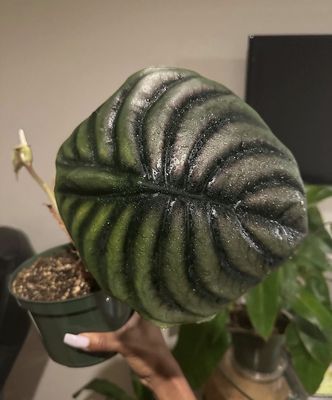 Public Land Store by null