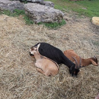 Greg's U-Pick - Baby goats at the farm. - Pick Your Own Farms Near Me - Clarence Center, New York