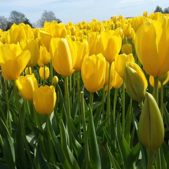 Skagit Valley Bulb Farm - The yellow ones were beautiful - Botanical Gardens Near Me - Mount Vernon, Washington Skagit Valley Bulb Farm - The yellow ones were beautiful - Botanical Gardens Near Me - Mount Vernon, Washington