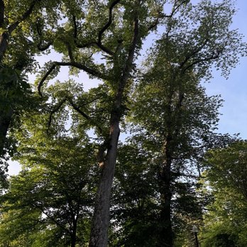 Halifax Public Gardens - One sided tree - Botanical Gardens Near Me - Halifax, Nova Scotia