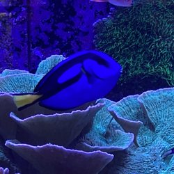 Old Town Aquarium