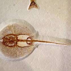 Fossil Shack - Fossil Stingray