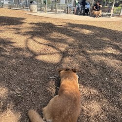 Ann D. L'Heureux Memorial Dog Park - Scout stretched out in the shade, waiting patiently for his play date to arrive.