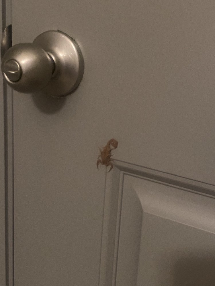 PREMIER PROPERTIES OF MESQUITE Updated August 2024 305 Calais Dr