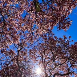 Hudson Park and Beach - Sky Blue Cherry Blossoms.