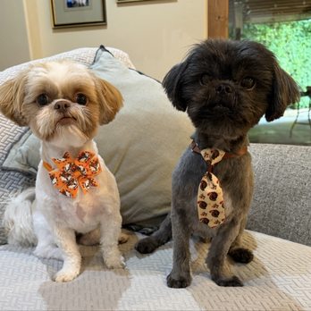 La Bella Paw Spa - Pet Groomers Near Me - Chandler, Arizona