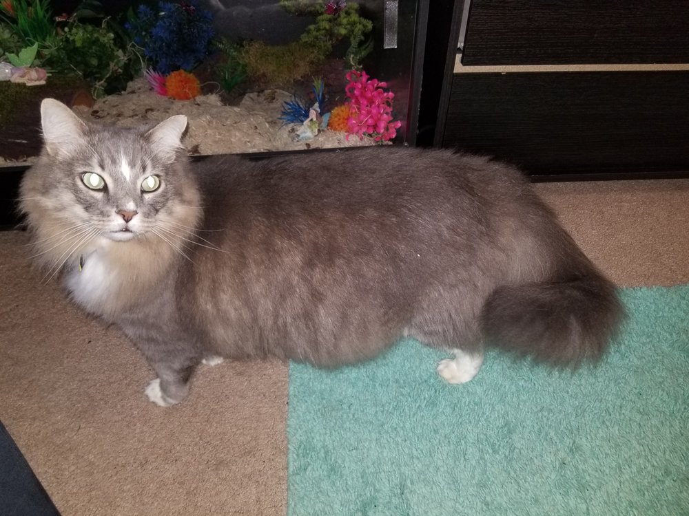 HEARTSTRINGS PET LODGING Updated September 2024 12 Reviews 809