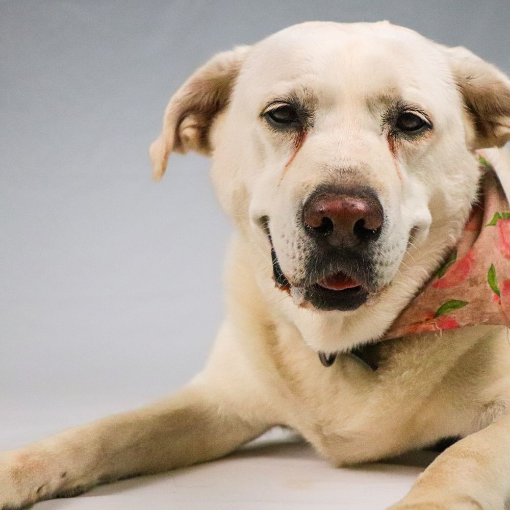 THE BEST 10 PET TRAINING near MARTINEZ, CA 94553 - Updated 2026 - Hours -  Yelp