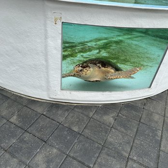 Loggerhead Marinelife Center - Community Service/Non-Profit Near Me - Juno Beach, Florida