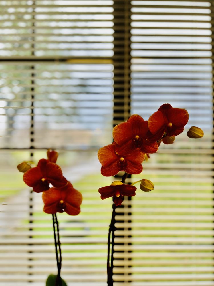 Time to shine Nails Logo