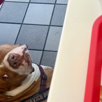 In-N-Out Burger - Oh Papa, someone left a fry on the floor... may I ? - Burgers Near Me - Glendale, California In-N-Out Burger - Oh Papa, someone left a fry on the floor... may I ? - Burgers Near Me - Glendale, California