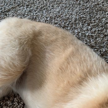 Hai Max Pet Grooming - very uneven, and terrier coat not even cut correctly - Pet Sitting Near Me - Louisville, Kentucky Hai Max Pet Grooming - very uneven, and terrier coat not even cut correctly - Pet Sitting Near Me - Louisville, Kentucky