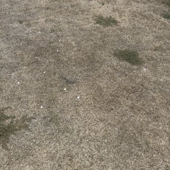 OB Garden Center - More dead grass - Lawn Services Near Me - Tampa, Florida