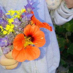 Eucalyptus School - Plants from the garden
