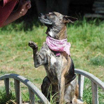 Pupparazzi - Pet Photography Near Me