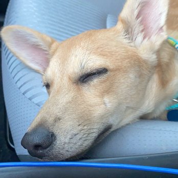 Pet Paradise Georgetown - Passed out in the car after a day at Pet Paradise - Pet Boarding Near Me - Georgetown, Texas Pet Paradise Georgetown - Passed out in the car after a day at Pet Paradise - Pet Boarding Near Me - Georgetown, Texas