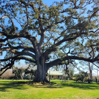 Houmas House and Gardens - 650 year old oak!! - Venues & Event Spaces Near Me - Darrow, Louisiana