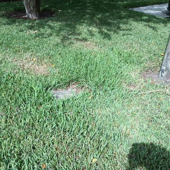 Firstservice Residential - Poor lawn maintenance - Property Management Near Me - Jacksonville, Florida Firstservice Residential - Poor lawn maintenance - Property Management Near Me - Jacksonville, Florida