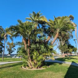 Palms Park Community Center - Palm trees at Palms Park