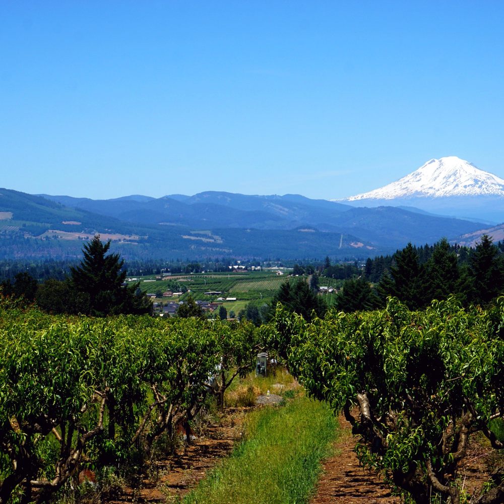Packer Orchards & Bakery - Outside Field with Mt. Adams. - Bakeries Near Me - Hood River, Oregon Packer Orchards & Bakery - Outside Field with Mt. Adams. - Bakeries Near Me - Hood River, Oregon