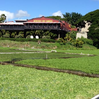 Sumida Farm - Farms Near Me - Aiea, Hawaii Sumida Farm - Farms Near Me - Aiea, Hawaii