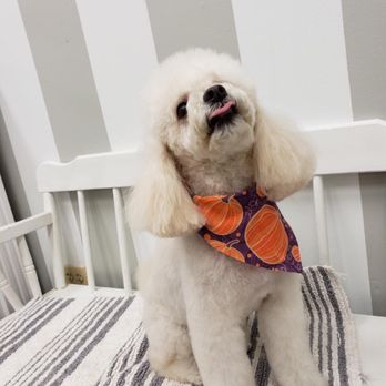Kitty's Canine Clips - Pet Groomers Near Me - Annapolis, Maryland Kitty's Canine Clips - Pet Groomers Near Me - Annapolis, Maryland