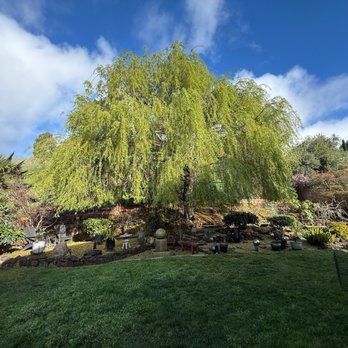 Northern Tree Experts - Tree Services Near Me