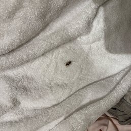 One of the several roaches I have found since my stay started.NOPE, hard pass. I've stayed all over the world and NEVER had this issue, NOPE One of the several roaches I have found since my stay started.NOPE, hard pass. I've stayed all over the world and NEVER had this issue, NOPE