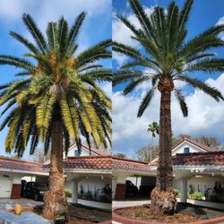 J Trimming Tree Service - Before and after - Palm Trimming
