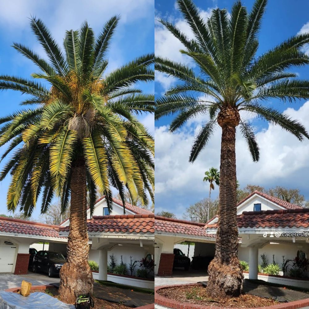 J Trimming Tree Service - tree service in Orlando, FL