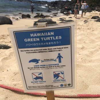Laniakea Beach - Beaches Near Me - Haleiwa, Hawaii