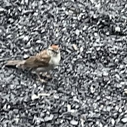 Campsite bird