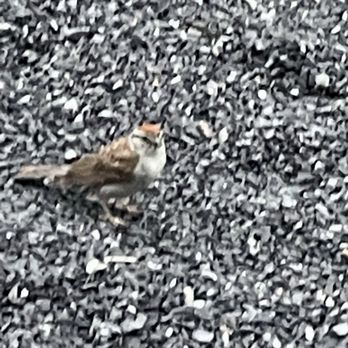 Douthat State Park - Campsite bird - Parks Near Me - Millboro, Virginia