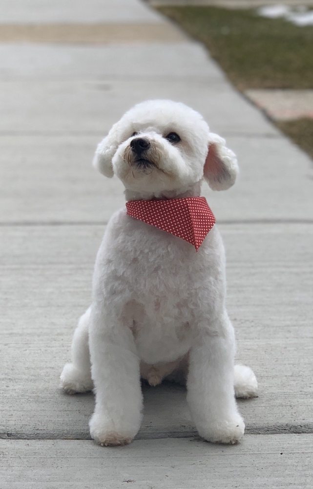 SHAMPOODLES DOG GROOMING SALON 27 Photos & 35 Reviews 2942 W