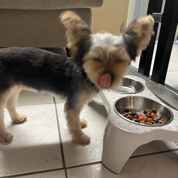 Bark Boutique - Pet Groomers Near Me - Sacramento, California Bark Boutique - Pet Groomers Near Me - Sacramento, California