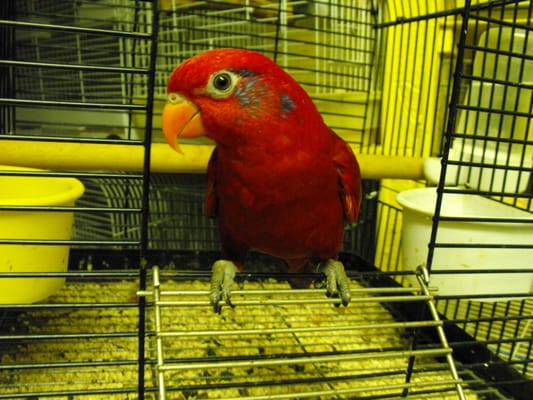 E & N Pet Paradise Shop